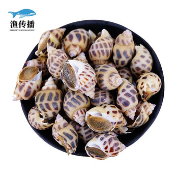 【活鲜】皇港世家 海南海口鲜活花螺 500g 1份 盒装