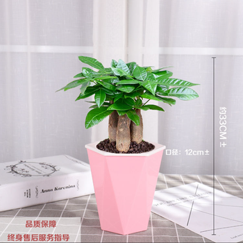 储水盆 三棵装 发财树盆栽室内客厅桌面绿植小盆景大发财树苗发财树 三颗 菱形粉色吸水盆 图片价格品牌报价 京东 储水盆 三棵装 发财树盆栽室内客厅桌面绿植小盆景大发财树苗发财树 三颗 菱形粉色吸水盆 图片价格品牌报价 京东