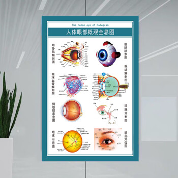 人体内脏解剖示意图医学宣传挂图器官心脏结构挂图画医院海报skids