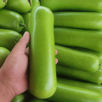 新鲜蒲瓜瓠子瓜葫芦瓜丝瓜清甜肉厚嫩蔬菜现摘现发1斤1斤装1根