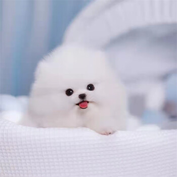 博美幼犬茶杯犬狗狗玩具型犬袖珍博美哈多利呀俊介犬纯白色长不大小体