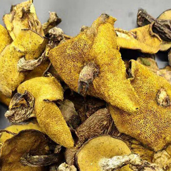 东北特产松蘑菇粘团子松茸黄牛肝菌500克