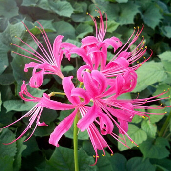 式和彼岸花种球种子曼珠沙华种子四季好养活花卉植物盆栽 粉色彼岸花