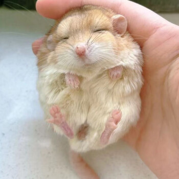 蝶贡通心粉鼠活体 全款通心粉鼠宠物自家养殖北非肥尾沙鼠亲人好上手