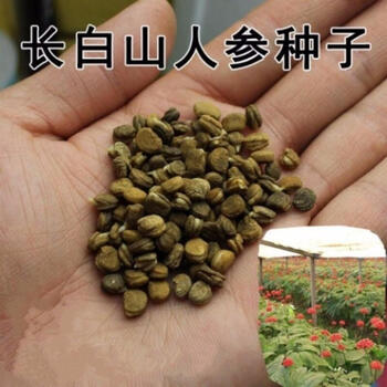 波思菊种子 种子人参种子 长白山人参苗 野山人参种子苗 阳台盆栽地栽