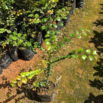 正宗小叶紫檀珍贵植物树木小叶紫檀树苗小苗耐寒室内庭院 小叶紫檀 20