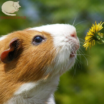 已打疫苗豚鼠活物荷兰天竺鼠可爱幼崽健康包活 黄白二色  孤单一只