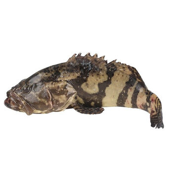 东山岛冷冻石斑鱼深海龙胆石斑鱼海捕海鲜水产新鲜海鱼鲜活捕捞花约