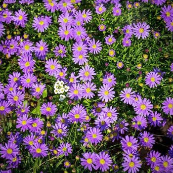 纳格兰 姬小菊种子盆栽混色黄色姬小菊春天花种北方花种室外花种籽子