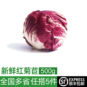 绿食者 新鲜红菊苣500g 落地红球生菜 紫苣 红叶包菜 西餐沙拉食材蔬菜