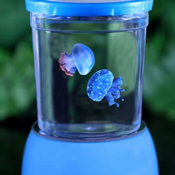 发光杯好养耐活迷你适合学生观赏小型小宠物动物宝宝赤月 2只赤月水母