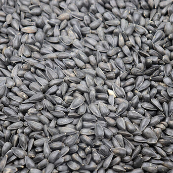 黑珍珠小瓜子葵花子油葵籽鹦鹉鸟食仓鼠零食鸟粮鸽粮500g