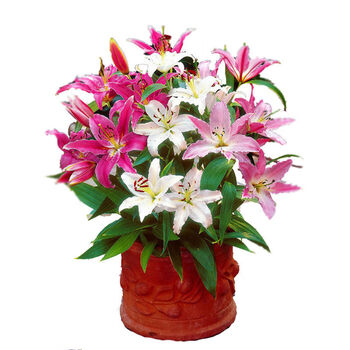 【水培百合花】香水百合花室内水培花卉盆栽植物绿植好养活 初石 6个