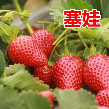 食用当年结果脱毒牛奶草莓种秧盆栽阳台 【塞娃】13号 15cm(含)-30cm