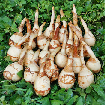 新鲜茨菇白茨菇现挖现发农家自种白茨菇 粉糯茨菰白马蹄 5斤装 粉糯大