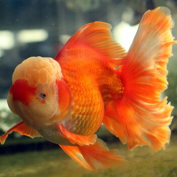 荣郁 泰狮金鱼精品活鱼进口f1泰狮红白黑五花菠萝百褶尾泰师好养包活