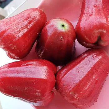 新鲜水果5斤热带莲雾果孕妇水果仙女果1斤3斤批发海南莲雾3斤精品装