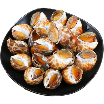 花螺鲜活速冻东风螺猫眼螺花螺新鲜鲜活贝类海产品大号s级赠调料200g