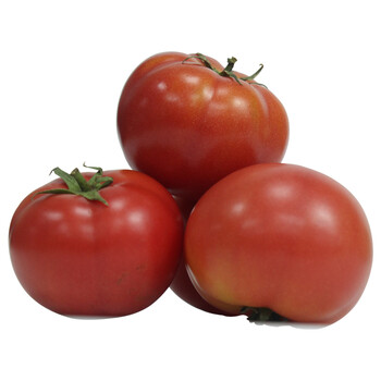 东坡嘴 河南有机西红柿 新鲜豫甜优五大番茄 有机蔬菜认证农场直发