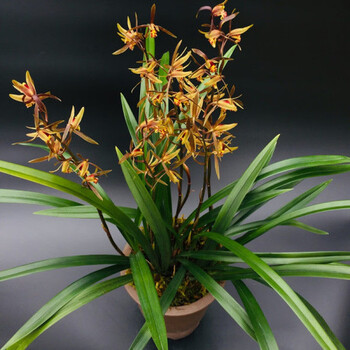 兰花盆栽春节开花浓香型花卉观叶绿植桌摆 小香6连体(裸根 有花剑)