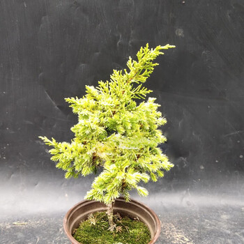 济州真柏小苗纪州真柏小品素材真柏造型盆景黄金真柏 黄金真柏15-20