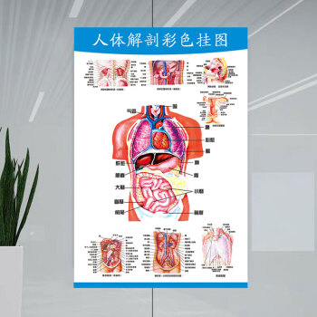 器官心脏结构挂图画医院海报skids人体解剖彩色挂图50x70厘米28寸相纸