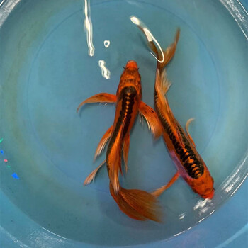 朴彩(pucai)德系红松叶龙凤锦鲤鱼苗火凤凰蝴蝶长尾冷水包活观赏鱼 德