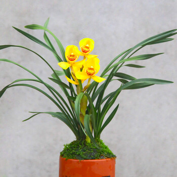 状元红】建兰花盆栽室内花卉四季兰绿植兰草植物 【带花苞】皇帝荷3苗