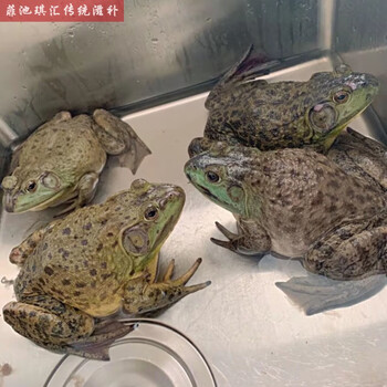 有仁堂自家养殖牛蛙鲜活活体发货网红牛蛙田鸡鲜活现捞现发蛙农 每只5