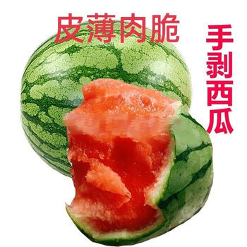 袖珍小西瓜 现摘现发 皮薄肉脆. 手剥小西瓜 两小瓜5斤