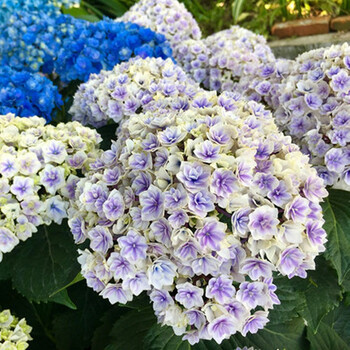 大花绣球老根八仙花阳台庭院植物耐寒当年开花史欧尼12年老根开花多多