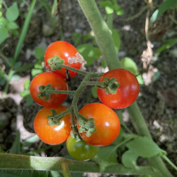 野生小番茄图片大全图片