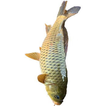 鲤鱼 微山湖正宗野生鲤鱼 鲜活四鼻鲤鱼 活鱼现杀大菜園 约3斤每条