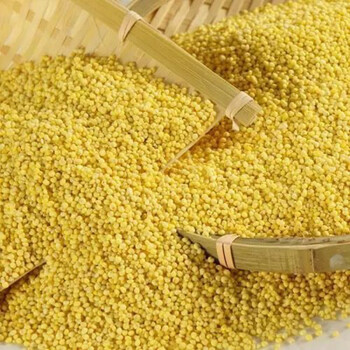 东北五常大黄米5斤装农家粘糯大黄米粘黄小米包粽子米黏米饭米大黄米5