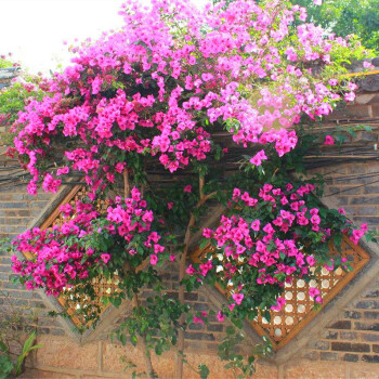 三角梅盆栽苗濃香花卉觀花植物室內陽臺庭院爬藤四季開花不斷易活粉鑽