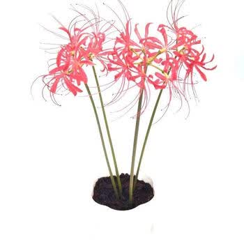 轻奢淑离 Shuli 花苗 水培彼岸花土培花苗寒花卉秋冬开花盆栽植物懒人水养抖音网红5棵 粉白 彼岸花苗曼珠沙华