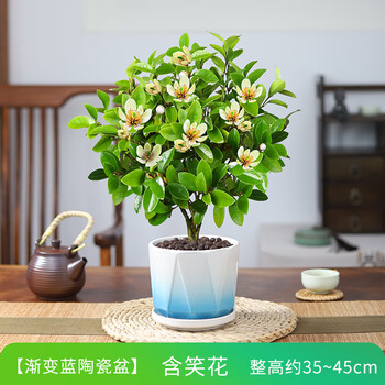 木繁含笑花盆栽四季开花树苗浓香型庭院阳台植物室内花好养活观花绿植