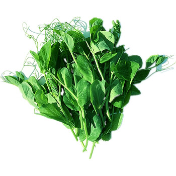 现摘新鲜豌豆苗豌豆头豌豆豌豆尖龙须菜火锅菜5斤装 4斤