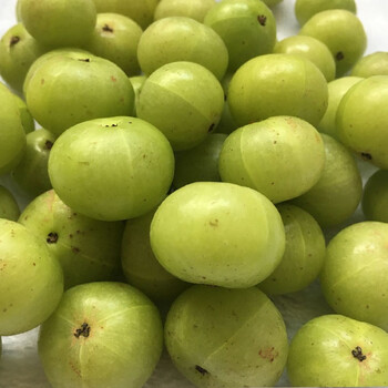 现货现发潮汕特产新鲜油甘甘甜多汁回味无穷高山种植1斤崩坎油柑甜种