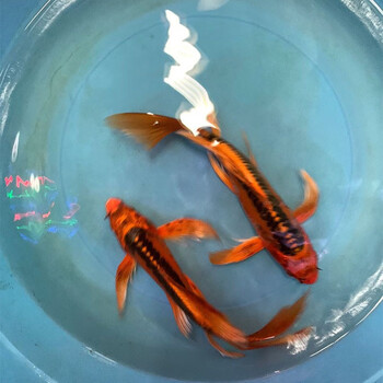 朴彩德系红松叶龙凤锦鲤鱼苗火凤凰蝴蝶长尾冷水包活观赏鱼 德系红松
