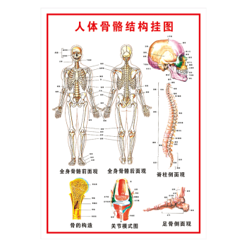 医院科室挂画宣传画海报人体骨骼结构挂图示意图贴画WSA25 覆膜防水PP贴纸 40*30厘米