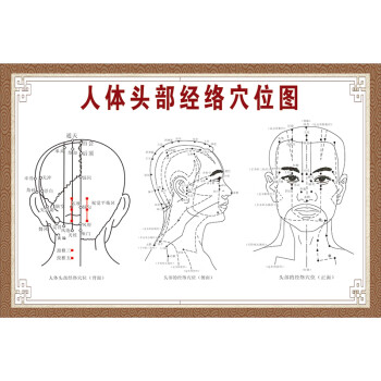 人体十二12经络穴位图解任督二脉中医养生穴位挂图海报写真 人体头部
