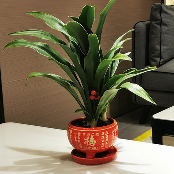 牵挂 金边银边中华万年青属盆栽绿植四季常青庭院阳台室内客厅盆栽