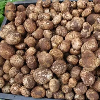 春光岛 云南新鲜马皮泡新鲜马勃菌马粪包马屁包鸡枞山珍菌菇 1000g