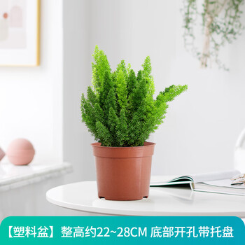 狐尾天门冬盆栽常青绿植物花园观叶绿植室内阳台净化空气四季常青简易盆 狐尾天门冬 含盆 图片价格品牌报价 京东