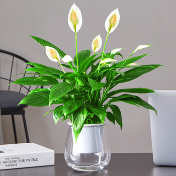 白掌盆栽一帆风顺植物办公室内桌面大盆花卉客厅好养绿植四季开花主图