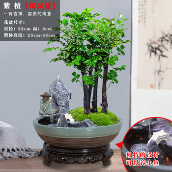小叶紫檀盆景植物室内山水造型盆栽客厅大颗树苗花卉老桩桌面绿植带盆栽好主图同款 盆可养小鱼 多株紫檀 垂钓山水哥窑盆77 图片价格品牌报价 京东