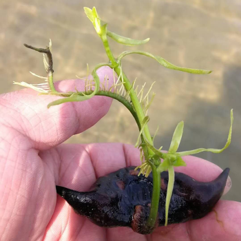 细辛洪湖菱角苗种子菱角种水生植物苗漂浮型大青菱角苗老菱角种藤苗种