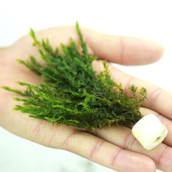 美人雾翡翠莫斯树1份 美人雾前景水草翡翠莫斯树1份鱼缸水草前景草坪莫丝莫斯水草水族箱造景水草活体草缸造景装饰 美人雾翡翠莫斯树1份 美人雾前景水草翡翠莫斯树1份鱼缸水草前景草坪莫丝莫斯水草水族箱造景水草活体草缸造景装饰