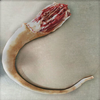 国产牛尾巴整根带皮现杀带牛尾骨肉原切新鲜农家散养黄牛切段发货国产